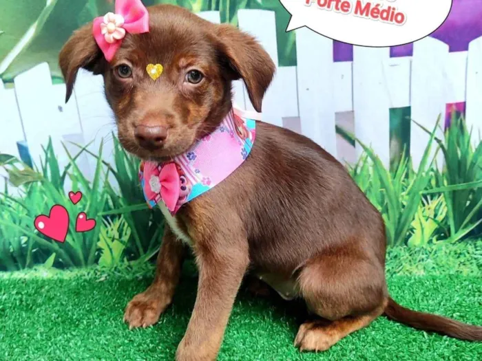 Cachorro ra a SRD-ViraLata idade 2 a 6 meses nome malu