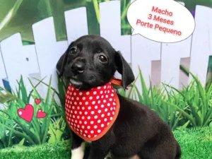 Cachorro raça SRD-ViraLata idade 2 a 6 meses nome tobe