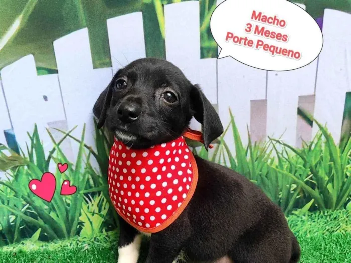 Cachorro ra a SRD-ViraLata idade 2 a 6 meses nome tobe