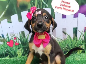 Cachorro raça SRD-ViraLata idade 2 a 6 meses nome barbie