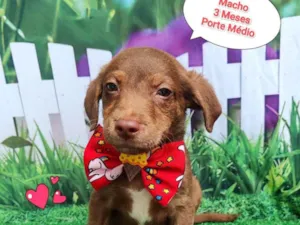 Cachorro raça SRD-ViraLata idade 2 a 6 meses nome ameixa