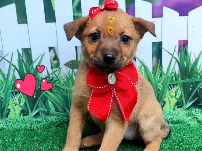 Cachorro ra a Basset-Cofap idade 2 a 6 meses nome milla