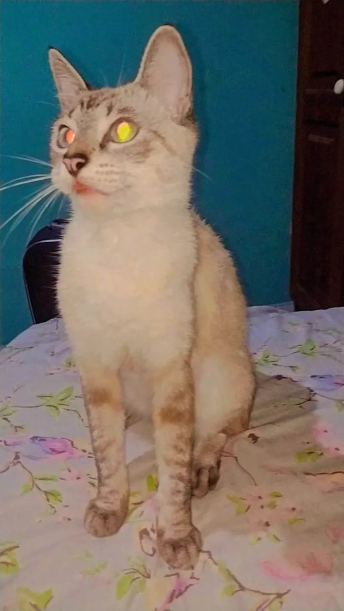 Gato ra a Exótico idade 1 ano nome Vitorio e sol