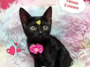 Gato raça SRD-ViraLata idade 2 a 6 meses nome bibi