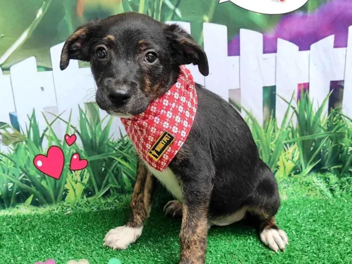 Cachorro ra a SRD-ViraLata idade 2 a 6 meses nome rei