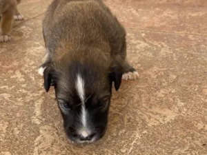 Cachorro raça SRD-ViraLata idade Abaixo de 2 meses nome sem nome