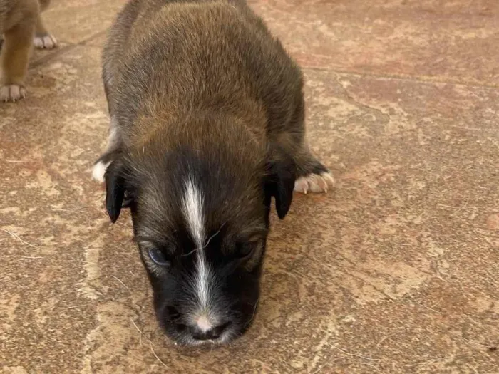 Cachorro ra a SRD-ViraLata idade Abaixo de 2 meses nome sem nome