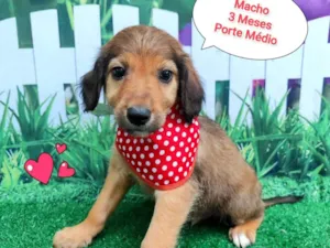 Cachorro raça SRD-ViraLata idade 2 a 6 meses nome noah