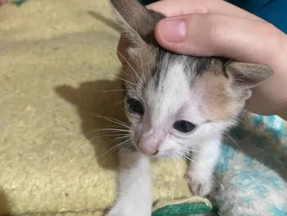 Gato raça SRD-ViraLata idade Abaixo de 2 meses nome Gatos