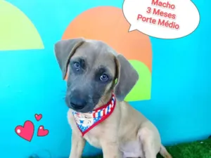 Cachorro raça SRD-ViraLata idade 2 a 6 meses nome Mario