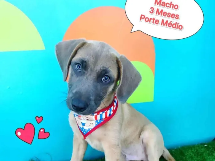 Cachorro ra a SRD-ViraLata idade 2 a 6 meses nome Mario