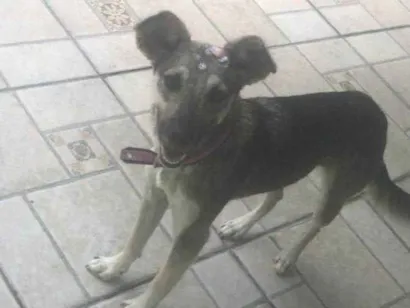 Cachorro raça SRD-ViraLata idade 2 anos nome Princesa