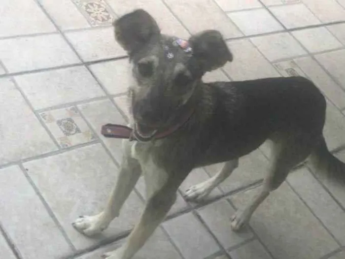 Cachorro ra a SRD-ViraLata idade 2 anos nome Princesa