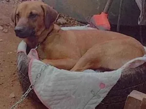 Cachorro raça SRD-ViraLata idade 3 anos nome Valente 