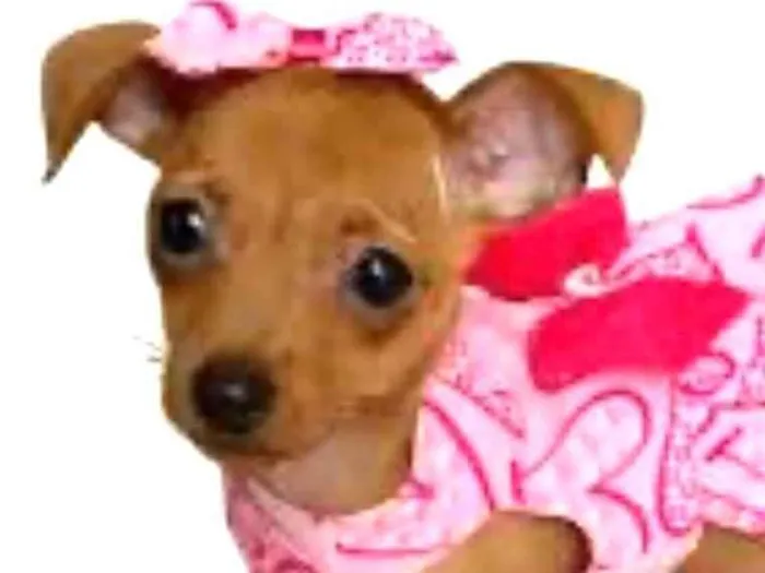 Cachorro ra a Pinscher idade 2 a 6 meses nome Zoe 