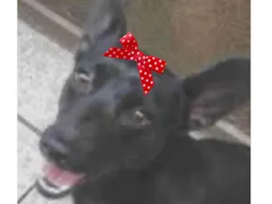 Cachorro raça SRD-ViraLata idade 2 a 6 meses nome Pepita 