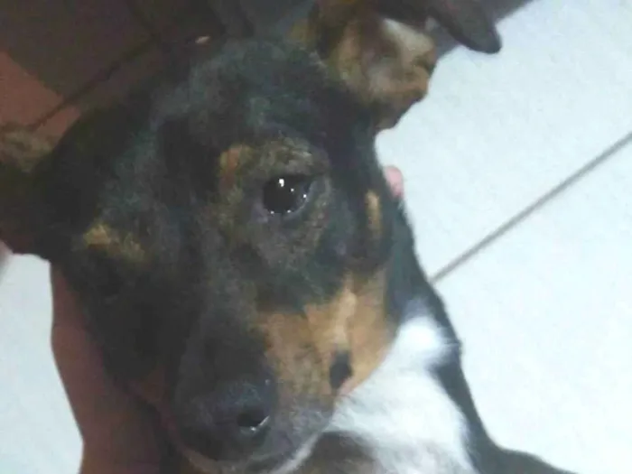 Cachorro ra a Pinscher idade 6 ou mais anos nome Jaime 