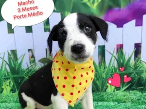 Cachorro raça SRD-ViraLata idade 2 a 6 meses nome baby