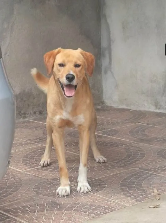 Cachorro ra a Labrador idade 3 anos nome BETOLVEN