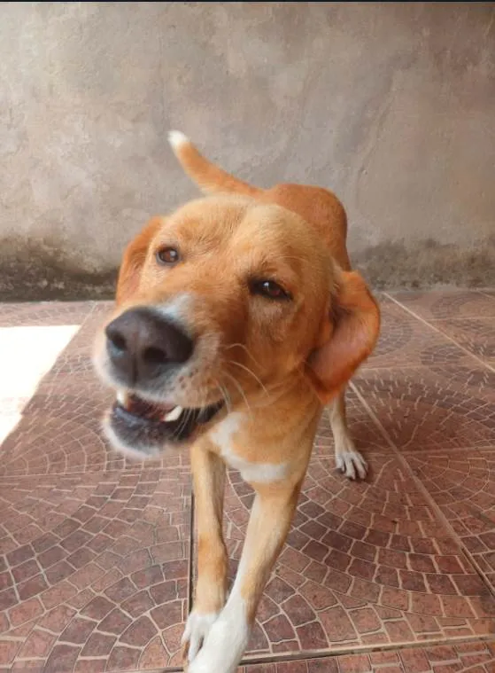 Cachorro ra a Labrador idade 3 anos nome BETOLVEN