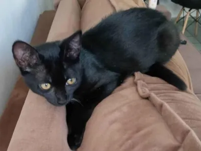 Gato raça SRD-ViraLata idade 2 a 6 meses nome Amora