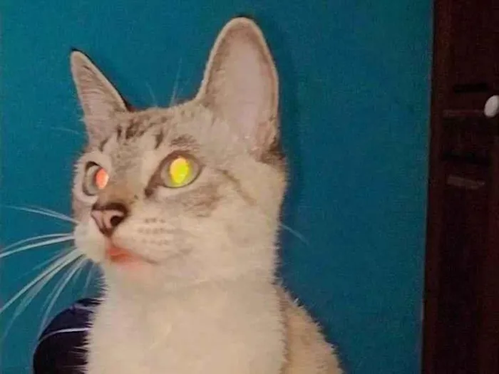 Gato ra a Exótico idade 1 ano nome Vitorio e sol