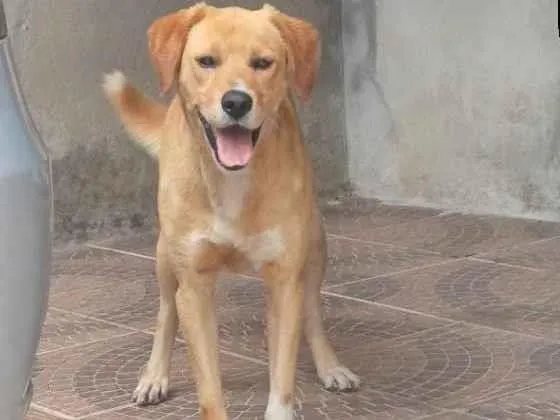 Cachorro ra a Labrador idade 3 anos nome BETOLVEN