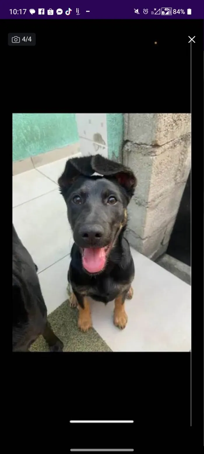 Cachorro ra a Pastor Alemão idade 2 a 6 meses nome Havenna 