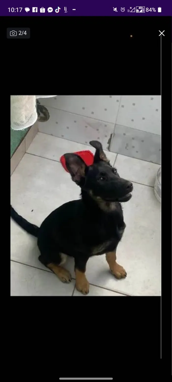 Cachorro ra a Pastor Alemão idade 2 a 6 meses nome Havenna 