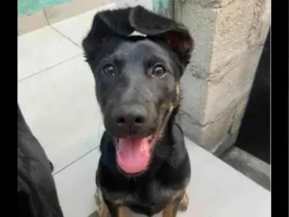 Cachorro raça Pastor Alemão idade 2 a 6 meses nome Havenna 