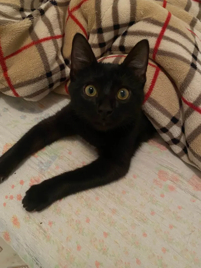 Gato ra a SRD-ViraLata idade 7 a 11 meses nome Mima