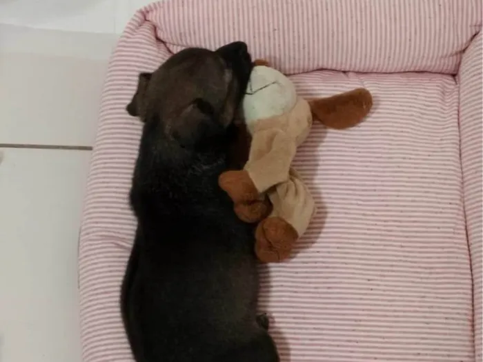 Cachorro ra a SRD-ViraLata idade Abaixo de 2 meses nome Nina