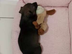 Cachorro raça SRD-ViraLata idade Abaixo de 2 meses nome Nina