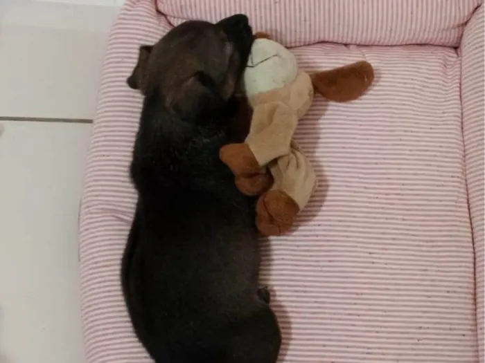 Cachorro ra a SRD-ViraLata idade Abaixo de 2 meses nome Nina