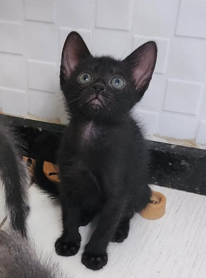 Gato ra a SRD-ViraLata idade Abaixo de 2 meses nome Agatha, Natasha e Vandinha