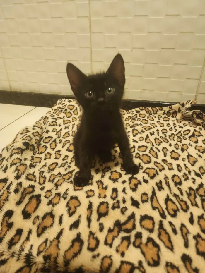 Gato ra a SRD-ViraLata idade Abaixo de 2 meses nome Agatha, Natasha e Vandinha