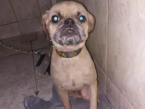 Cachorro raça Shitzu idade 1 ano nome Duk