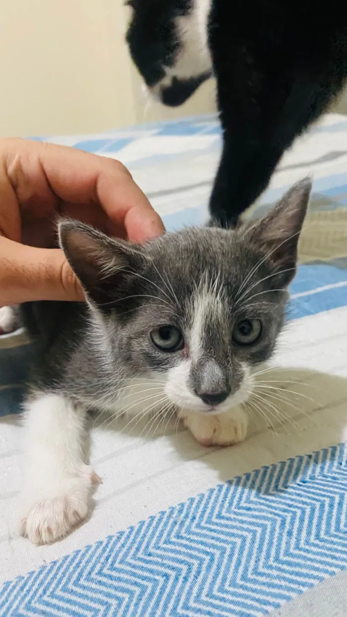 Gato ra a SRD-ViraLata idade Abaixo de 2 meses nome Sem nome 