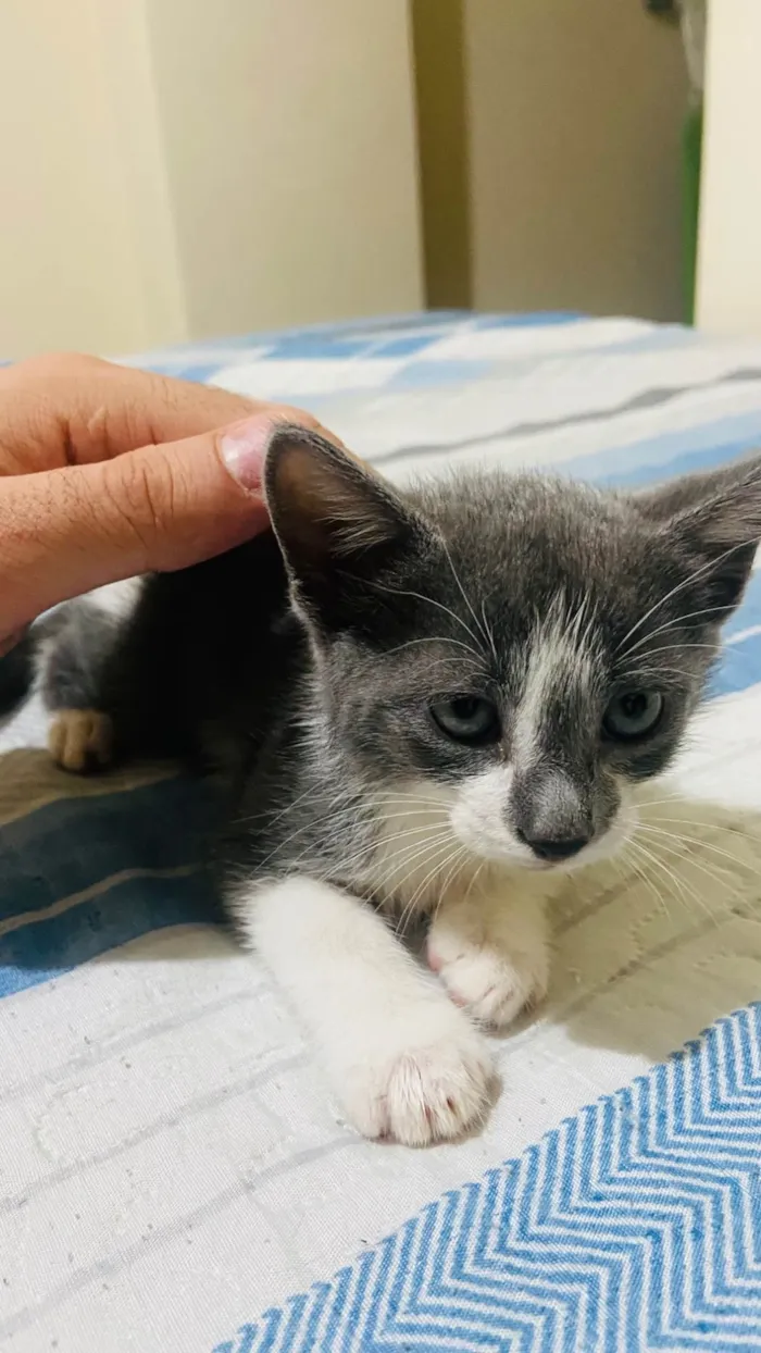 Gato ra a SRD-ViraLata idade Abaixo de 2 meses nome Sem nome 