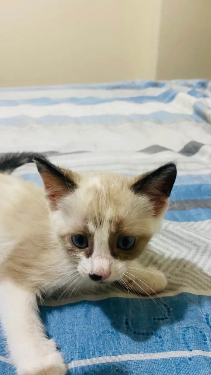 Gato ra a SRD-ViraLata idade Abaixo de 2 meses nome Sem nome 