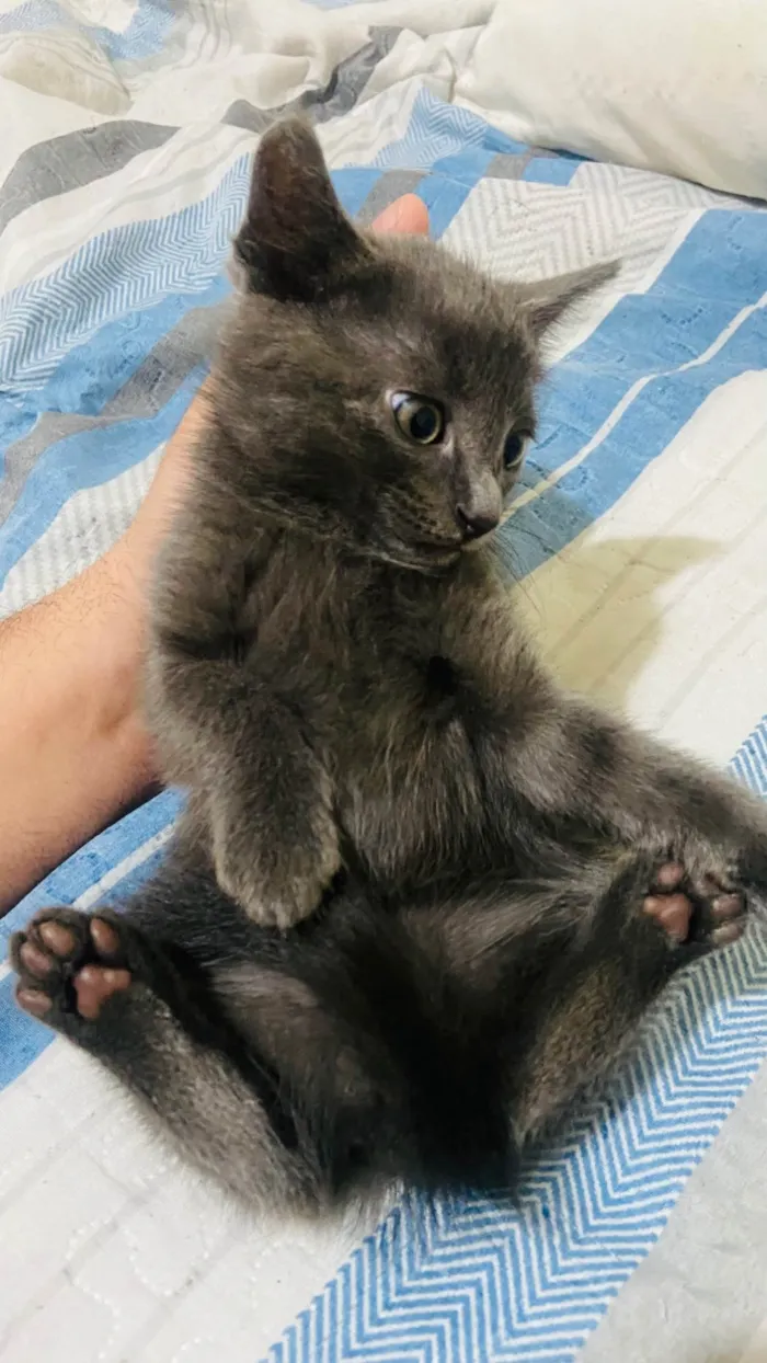 Gato ra a SRD-ViraLata idade Abaixo de 2 meses nome Sem nome