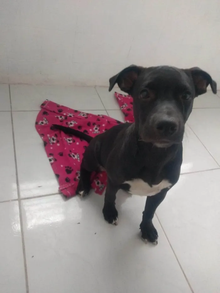 Cachorro ra a SRD-ViraLata idade 2 a 6 meses nome Pandora