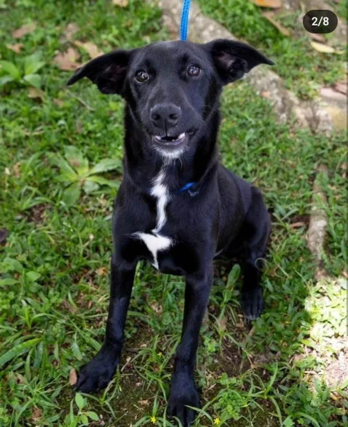 Cachorro ra a SRD-ViraLata idade 2 a 6 meses nome Tony