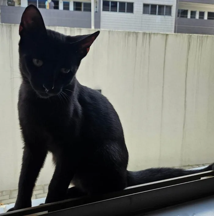 Gato ra a SRD-ViraLata idade 2 a 6 meses nome Sem nomes definidos