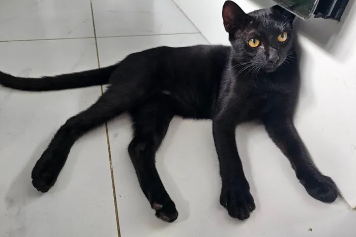 Gato ra a SRD-ViraLata idade 2 a 6 meses nome Sem nomes definidos