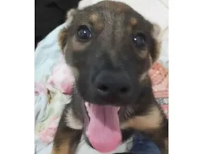 Cachorro raça SRD-ViraLata idade 2 a 6 meses nome Dobby