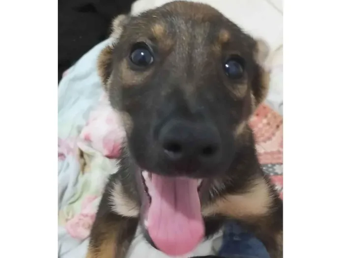 Cachorro ra a SRD-ViraLata idade 2 a 6 meses nome Dobby