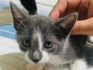 Gato raça SRD-ViraLata idade Abaixo de 2 meses nome Sem nome 