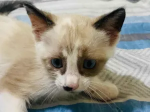 Gato raça SRD-ViraLata idade Abaixo de 2 meses nome Sem nome 