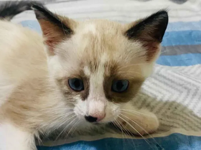 Gato ra a SRD-ViraLata idade Abaixo de 2 meses nome Sem nome 